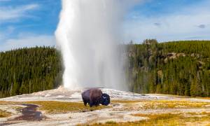yellowstone camping adventure - bison and old faithful yellowstone